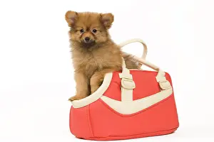 Handbag: Dog - Dwarf Spitz. puppy in handbag