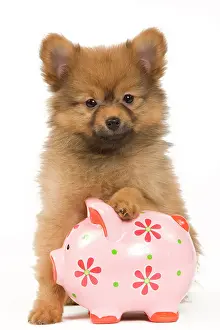 Piggy: Dog - Dwarf Spitz. puppy with piggybank