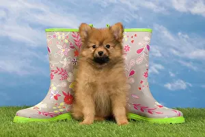 Footwear: Dog - Dwarf Spitz. puppy and wellington boots / wellies