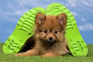Footwear: Dog - Dwarf Spitz. puppy and wellington boots / wellies