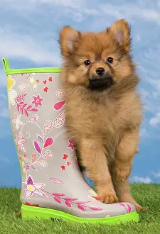 Footwear: Dog - Dwarf Spitz. puppy and wellington boots / wellies