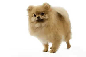 Nain: Dog - Dwarf Spitz / Spitz Nain