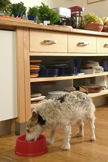 Kitchens: Dog - eating from bowl in kitchen