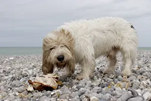 Aliments: Dog eating a chicken carcass on the beach
