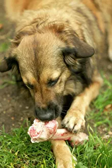 Gnawing: Dog - Eating marrow bone