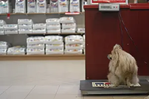Shelf: Dog on an electronic scale with a veterinarian