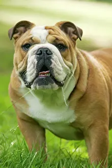 Drooling: Dog - English Bulldog