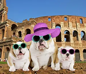 Colosseum: Dog - English Bulldog