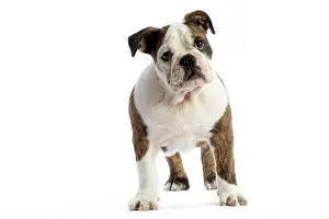 Cocked: Dog English Bulldog