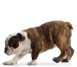 Bowing: Dog English Bulldog