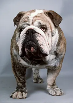 Utility: DOG - ENGLISH BULLDOG