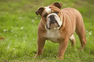Bulldogs: Dog - English Bulldog