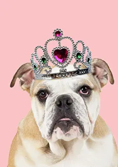 Tiara: Dog - English Bulldog 5 months old wearing Tiara