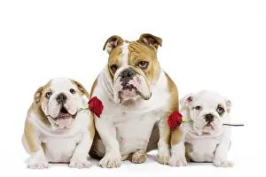 Chien: Dog - English Bulldog - adult and puppies holding red roses