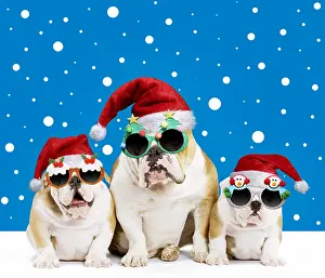 040718: Dog, English Bulldog - adult and puppies wearing