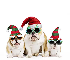 040718: Dog, English Bulldog - adult and puppies wearing