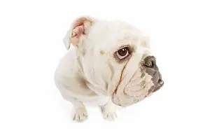 Lense: Dog - English Bulldog - adult in studio - fish-eye lense