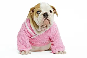 Dressing: Dog - English Bulldog - puppy dressed up in pink