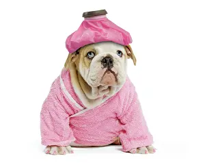 Dressing: Dog - English Bulldog - puppy dressed up in pink