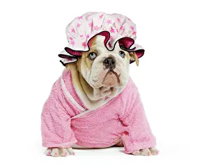 Dressing: Dog - English Bulldog - puppy dressed up in pink