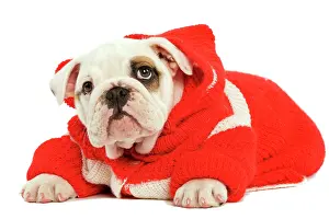Knitted: Dog - English Bulldog - wearing red knitted hoodie