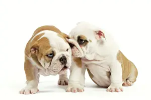 Whispering: Dog - English Bulldog - one whispering in other's ear