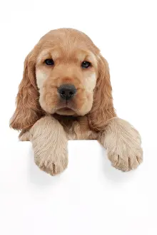 Peaking: Dog - English Cocker Spaniel - 10 week old puppy