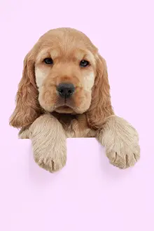 Peaking: Dog - English Cocker Spaniel - 10 week old puppy