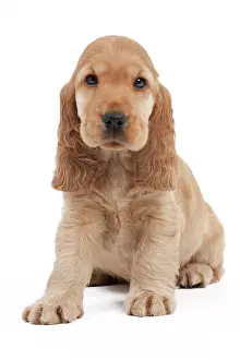 Week: Dog - English Cocker Spaniel - 10 week old puppy
