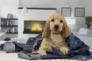 Jacket: Dog English Cocker Spaniel 3 month old puppy