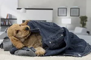 Jacket: Dog English Cocker Spaniel 3 month old puppy