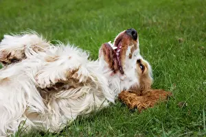Submissive: Dog - English Cocker Spaniel