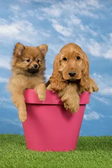 Flowerpots: Dog - English Cocker Spaniel - with Dwarf Spitz