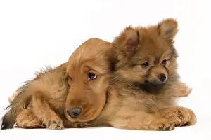 Faithful: Dog - English Cocker Spaniel - with Dwarf Spitz - puppies