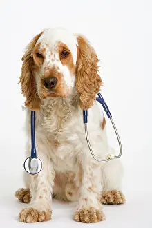 Stethoscope: Dog - English Cocker Spaniel - With medical kit