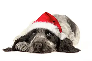 Dog - English Cocker Spaniel puppy in Christmas hat