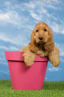 Flowerpots: Dog - English Cocker Spaniel - puppy. in flowerpot