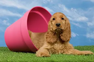 Flowerpots: Dog - English Cocker Spaniel - puppy. in flowerpot