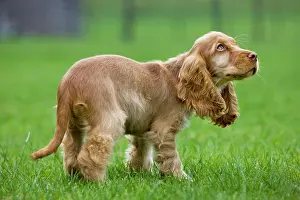 Gunddogs: Dog - English Cocker Spaniel - puppy in garden