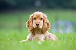 Gunddogs: Dog - English Cocker Spaniel - puppy in garden