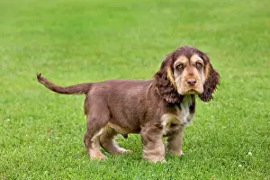 Gunddogs: Dog - English Cocker Spaniel - puppy in garden