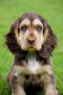Gunddogs: Dog - English Cocker Spaniel - puppy in garden