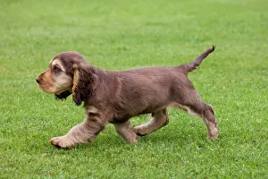 Gunddogs: Dog - English Cocker Spaniel - puppy in garden