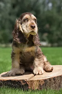 Gunddogs: Dog - English Cocker Spaniel - puppy in garden