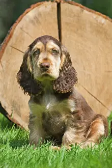 Gunddogs: Dog - English Cocker Spaniel - puppy in garden
