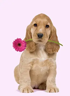 Gerberas: Dog - English Cocker Spaniel - puppy holding flower