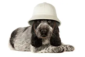 Helmets: Dog