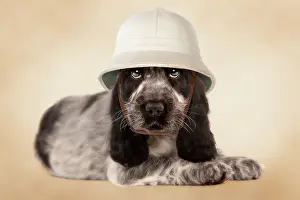 Helmets: Dog