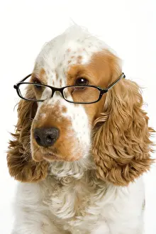 Quirky: Dog - English Cocker Spaniel wearing glasses