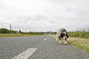 Roadkill: Dog English Setter abandoned and walking on a road France